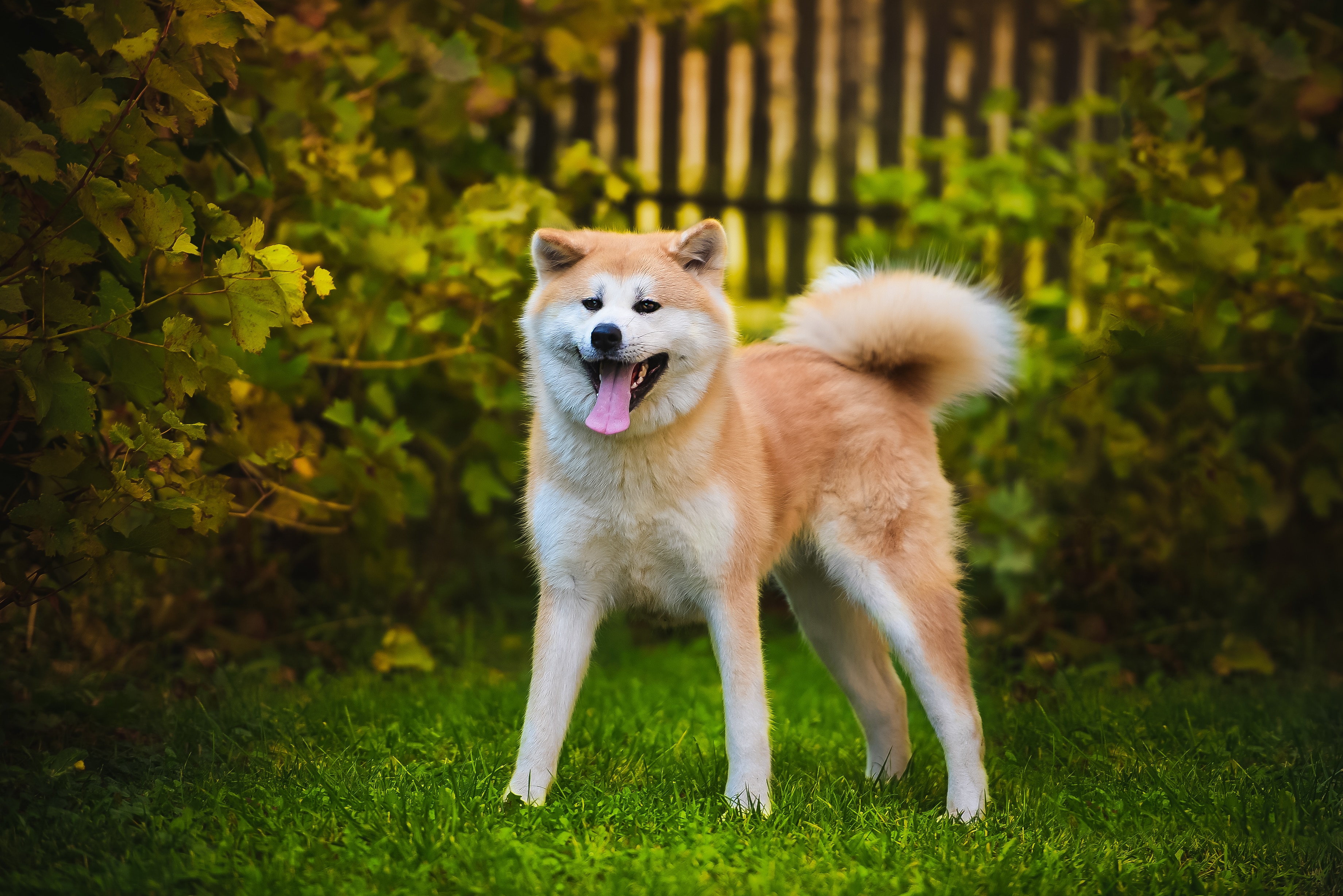 Dog breeds fashion akita pictures